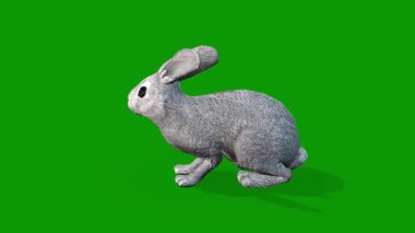 Gerçekçi 3 Boyutlu Tavşan Sol Tarafın Yeşil Ekran Klipsinden Yeme Sahnesi