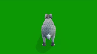 Gerçekçi 3D Tavşan Arka Tarafta Yeşil Ekran Klipsi