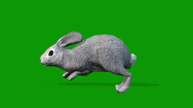 Gerçekçi 3D Tavşan Sol Tarafın Yeşil Ekran Klipsi