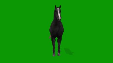 Yeşil Ekran Gerçekçi Animasyonunda 3 Boyutlu Siyah At Boş Sahne Ön Yüzü