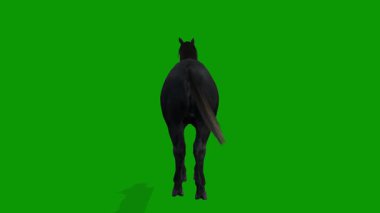 Yeşil Ekran Gerçekçi Animasyonunda 3 Boyutlu Siyah At Boş Sahne Arka Tarafı