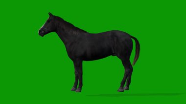 Yeşil Ekran Gerçekçi Animasyonunda 3B Siyah At Boş Sahne Sol Tarafta