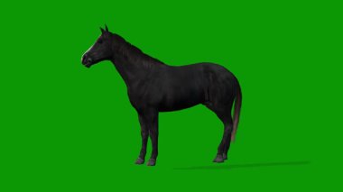 Yeşil Ekran Gerçekçi Animasyonunda 3 Boyutlu Siyah At Öfkeli Sahne Sol Kol