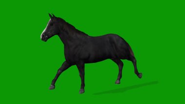 Yeşil Ekran Gerçekçi Animasyon 'da 3D Siyah At Hızlı Sola Koşun