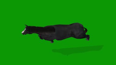 Yeşil Ekran Gerçekçi Animasyon 'da 3D Siyah At Yürüyüşü Gökyüzü