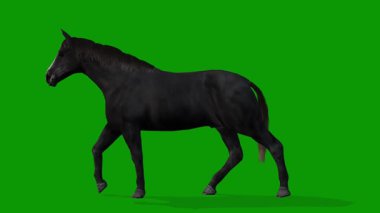 Yeşil Ekran Gerçekçi Animasyon Üzerine 3 Boyutlu Siyah At Yürüyor