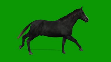 Yeşil Ekran Gerçekçi Animasyon 'da 3D Siyah At Hızlı Sağa Koşun