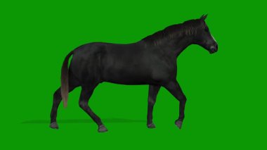 Yeşil Ekran Gerçekçi Animasyonunda 3 Boyutlu Siyah At Sağda Yürüyor