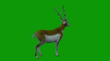 Geyik Sağ Tarafını Yeşil Ekran 3D Canlandıran Vahşi Yaşam Hayvanı
