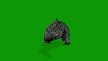 Yeşil Ekranda Gerçekçi Timsah Arka Tarafta Yürüyor 3 boyutlu Animasyon