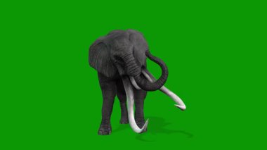 Yeşil Ekranda 3D Fil Saldırısı Sahne Önü Canlandırması