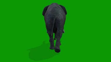 Yeşil Ekranda Arka Taraftan Yürüyen 3D Fil Canlandırması