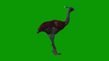 Yeşil Ekranda Güzel Devekuşu 3 boyutlu Sağ Yürüyüşü
