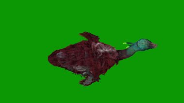 Yeşil Ekranda Gökyüzünden Güzel Devekuşu Yürüyen Kuş Manzarası