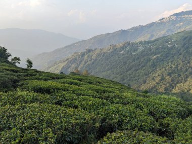 Darjeeling 'deki Tepelerdeki Çay Çiftliği Manzarası