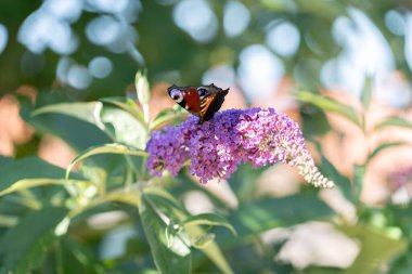 Leylaktan güzel bir kelebek 