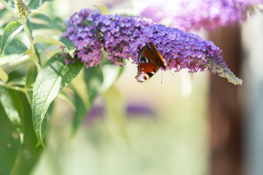 Kelebek kelebek leylağı