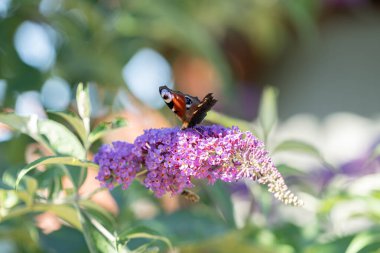 Bahçede gün ışığında kelebek