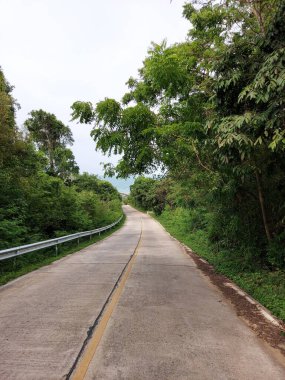 Yeşil ağaçlı boş yol