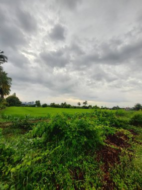 Yeşil tarla ve bulutlu gökyüzü