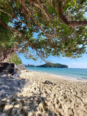 Palmiye ağaçları ve mavi gökyüzü olan güzel tropikal plaj