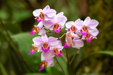 Turuncu merkezli pembe orkide kümesi, bir dalda çiçek açıyor. Arka planda yemyeşil yapraklar var. Nazik ve zarif..