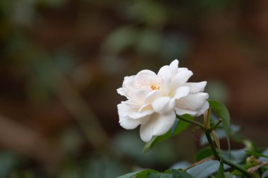 Yumuşak sarıya dokunmuş parlak beyaz bir gül, koyu, bulanık bir arkaplanda çiçek açar, narin taç yapraklarını ve doğal zarafetini sergiler..
