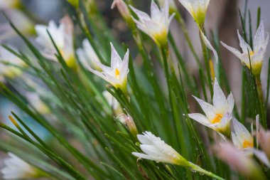 Beyaz rüzgâr çiçeği, Peru zambağı, Zephyranthes Kanada, uzun doğrusal yeşil bazal yaprakları ve uzun saplı çiçekleri olan uzun ömürlü soğan çiçeği.