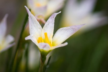 Beyaz rüzgâr çiçeği, Peru zambağı, Zephyranthes Kanada, uzun doğrusal yeşil bazal yaprakları ve uzun saplı çiçekleri olan uzun ömürlü soğan çiçeği.