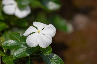 Catharanthus Roseus, Vinca ya da tapak dara, çiçekli, egzotik ve güzel renklere sahip bir çiçektir.