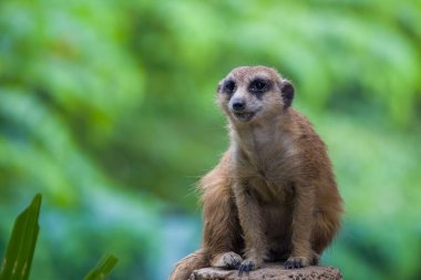 Kaya üzerinde Meerkat veya Suricate (Suricata suricatta) görüntüsü