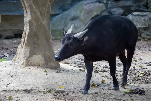 Ovadaki anoya küçük bir sığırdır. T, büyük Asya bufalolarına en yakın müttefiktir. Sırtlarındaki kılların yönünü de aynı şekilde gösterir. İneklerin boynuzları çok küçük.