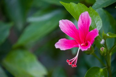 Hibiscus çiçekleri, Hibiscus rosa-sinensis L. Pembe amber çiçeği yeşil arkaplanda. Castellon 'da Hibiscus