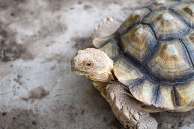 Kaplumbağa beyaz taşta izole edilmiş ve kumsalın arka planında kum var.