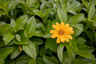 Wedelia ya da Sphagneticola trilobata, Asteraceae familyasına mensuptur. Wedelia genellikle tarlalarda ve pirinç tarlalarında bulunan tropik iklimlerde yaşayan yabani bir çiçek bitkisidir.