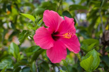 Yeşil arka planda kırmızı amber çiçeği. Tropikal bahçede.