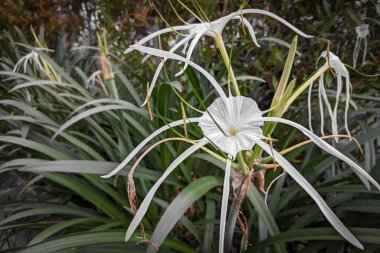 Beyaz Örümcek Zambakları Doğa 'da Hymenocallis Ufaklığı