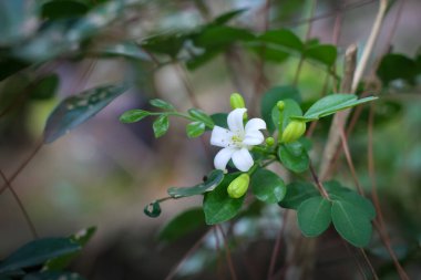 Yeşil arka planı olan güzel yasemin çiçeği