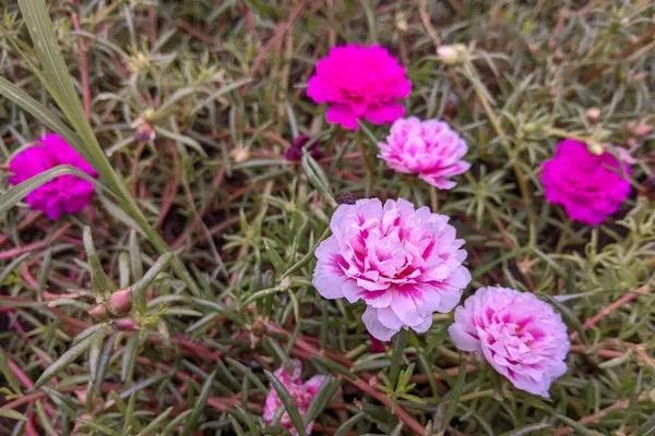 Portekiz (Portekizce, Moss Rose, Güneş Gülü, Güneş Gülü) renkli bir çiçek, değişken ve çok renkli katmanlar halinde üst üste yığılmış taç yaprakları. Küçük, kalın ve etli yapraklarla destekleniyor..