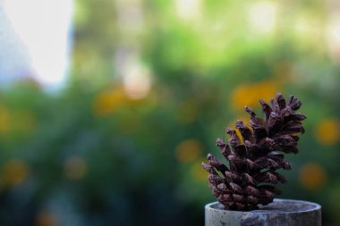 Bokeh arka planında yeşil bahçede kahverengi çam kozalağı