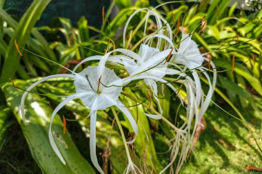 Uzun, zarif taç yaprakları ve erkek çiçekleri ile narin beyaz nilüferler grubu, güneşli bir bahçede canlı yeşil yapraklarla çevrili..