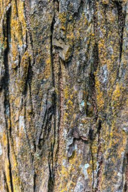 Derin desenli, engebeli bir ağaç gövdesine yakın plan. Karmaşık desenler ve gri, kahverengi ve altın sarısı renklerin karışımını gösteriyor..
