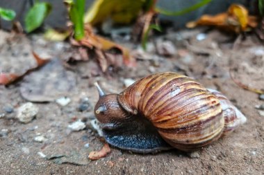 Çamurlu ve kayalık zeminde yavaşça ilerleyen çizgili kahverengi kabuklu büyük bir salyangozun düşük açılı yakın plan çekimi. Arka plan dökülen yapraklarla bulanıklaşmış..