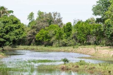 Brezilya 'nın Pantanal bölgesinde, Mato Grosso do Sul, Brezilya