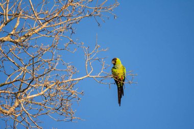 Brezilya Pantanal 'ında yeşil muhabbet kuşu Mato Grosso do Sul, Brezilya