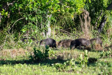 Brezilya Pantanal, Mato Grosso do Sul, Brezilya 'daki tuhaf gruplara güzel manzara