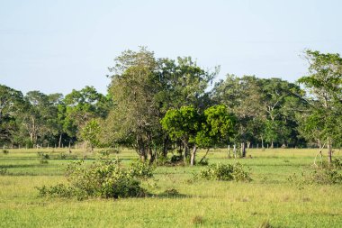 Brezilya Pantanal arazisindeki ağaçlara ve tarlalara güzel bir manzara, Mato Grosso do Sul, Brezilya