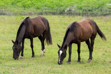 Brezilya Pantanal, Mato Grosso do Sul, Brezilya 'da otlayan iki ata güzel manzara