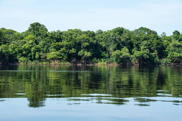 Чудовий Вигляд Зелені Дерева Ріку Негру Бразілії Амазонії Анавілханасі Амазонас — стокове фото