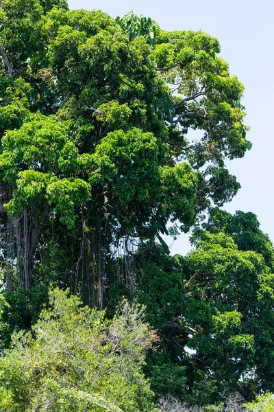 Hermosa Vista Vegetación Verde Árboles Riberas Amazonía Brasileña Anavilhanas Amazonas — Foto de Stock